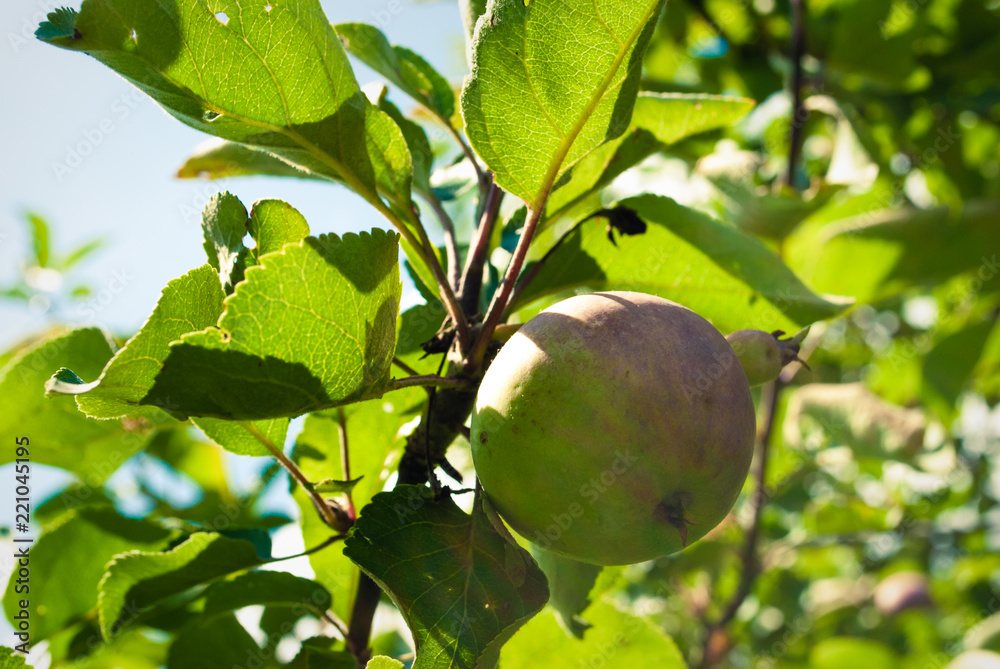 Apple tree. Apple tree with small natural apple Apple tree. Apple tree with small natural apple