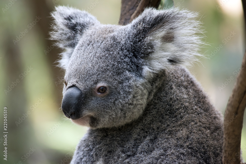 Naklejka premium joey koala