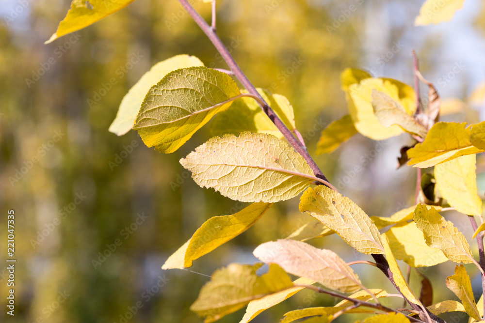 Obraz premium Autumn. Tree with yellow leaves