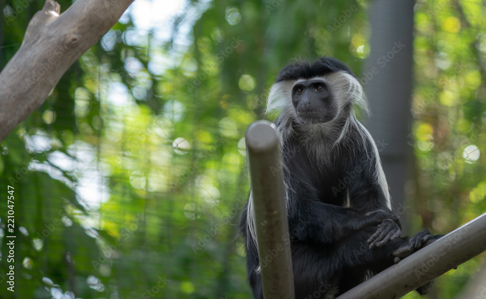 Obraz premium grey bearded monkey