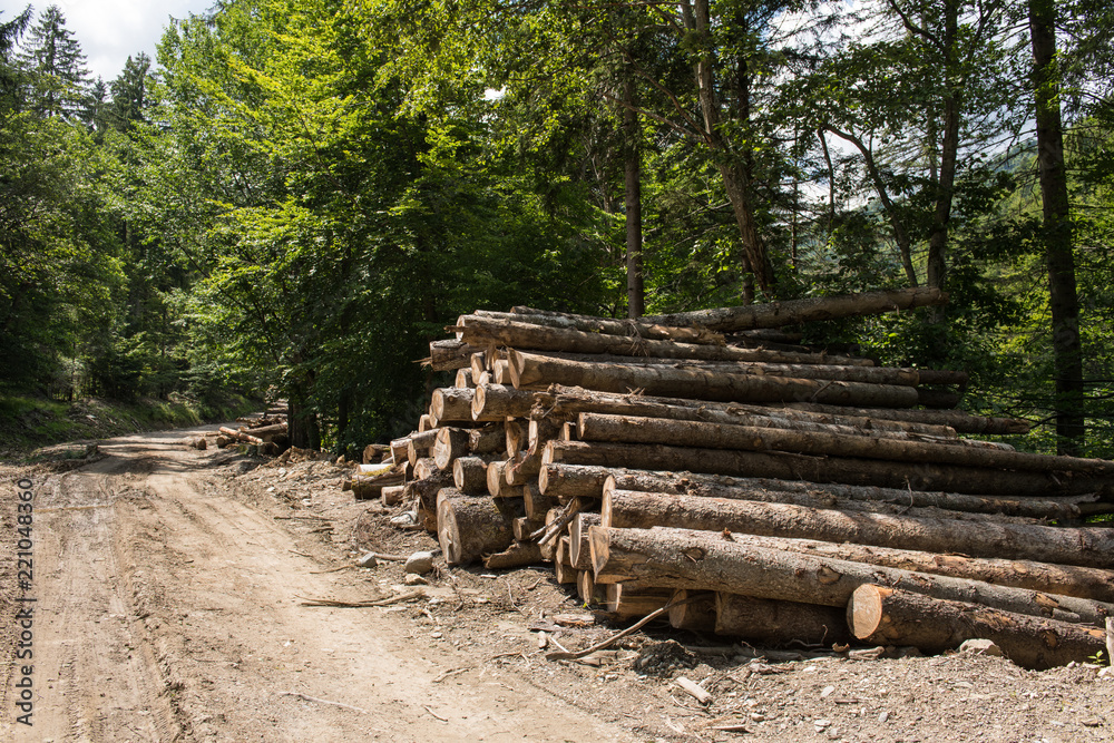 Large Woodpile From Sawn Debarked Pine Wood Logs