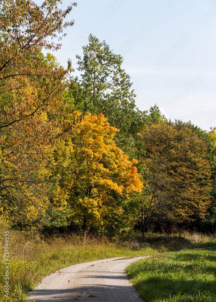 Spitzahornbaum im Herbst Acer platanoides in autumn