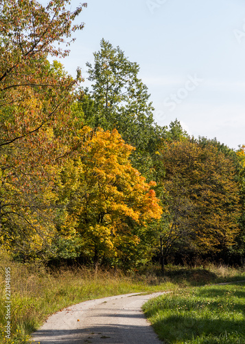 Spitzahornbaum im Herbst Acer platanoides in autumn