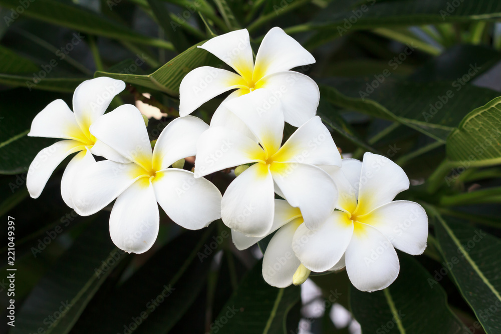 White Impala Lily. White Impala Lily.