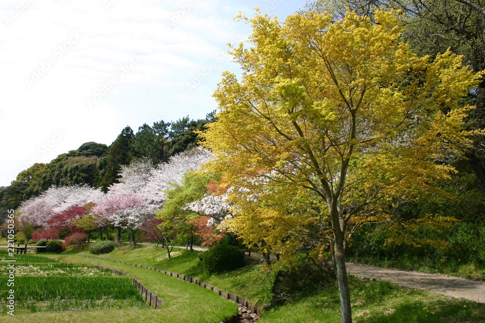 満開の桜並木