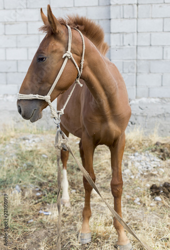 The horse walks in the courtyard and eats the grass