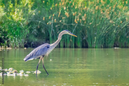 Great Blue Heron showing it's beautiful plumage while stalking in the edge of a pond for fish, on a sunny summer morning. 