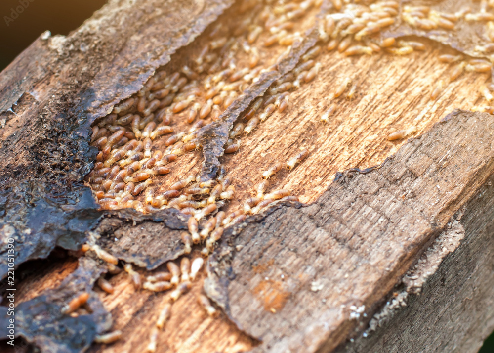 Close up termites or white ants Close up termites or white ants