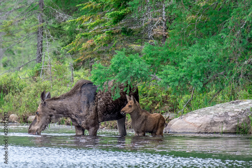 A mother and her young moose calf standing in the shallow edge of a lake in the early morning, just outside of the forest. Algonquin Park, Ontario, Canada.  