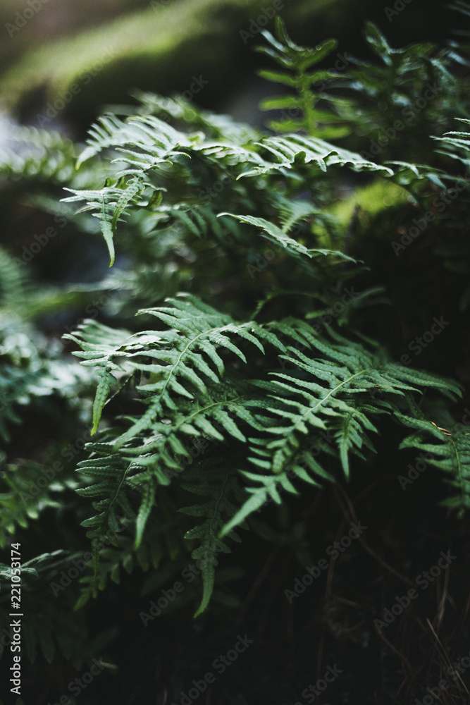 Baby fern