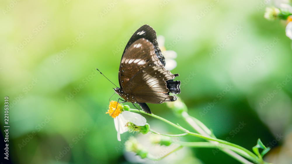 Butterfly is eating sweet water from flower in the garden. Butterfly is eating sweet water from flower in the garden.