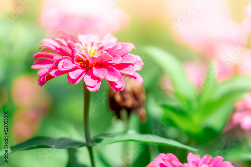 Pink Zinnia flower in the garden is genus of sunflower