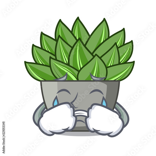 Crying cartoon echeveria cactus plant at winter