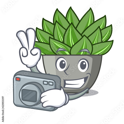 Photographer cartoon echeveria cactus plant at winter