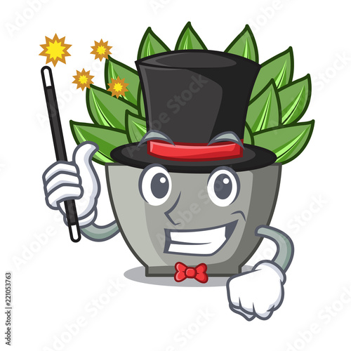 Magician cartoon echeveria cactus in cactus garden
