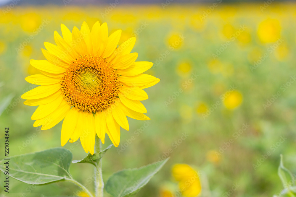 Closeup Beautiful of a Sunflower or Helianthus in Sunflower Field, Bright yellow sunflower Lopburi, Thailand Closeup Beautiful of a Sunflower or Helianthus in Sunflower Field, Bright yellow sunflower Lopburi, Thailand