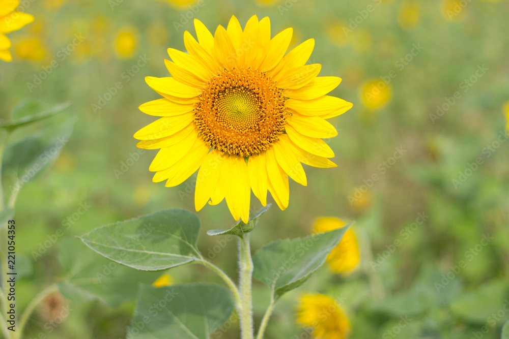 Closeup Beautiful of a Sunflower or Helianthus in Sunflower Field, Bright yellow sunflower Lopburi, Thailand