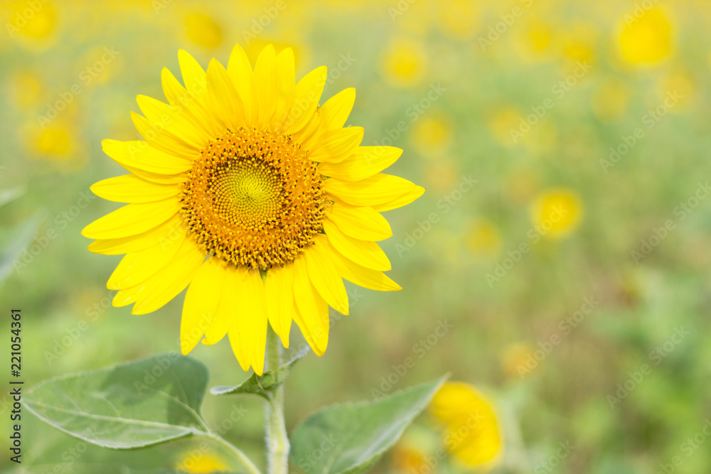 Fototapeta premium Closeup Beautiful of a Sunflower or Helianthus in Sunflower Field, Bright yellow sunflower Lopburi, Thailand