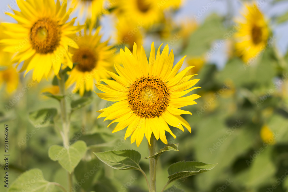 Closeup Beautiful of a Sunflower or Helianthus in Sunflower Field, Bright yellow sunflower Lopburi, Thailand