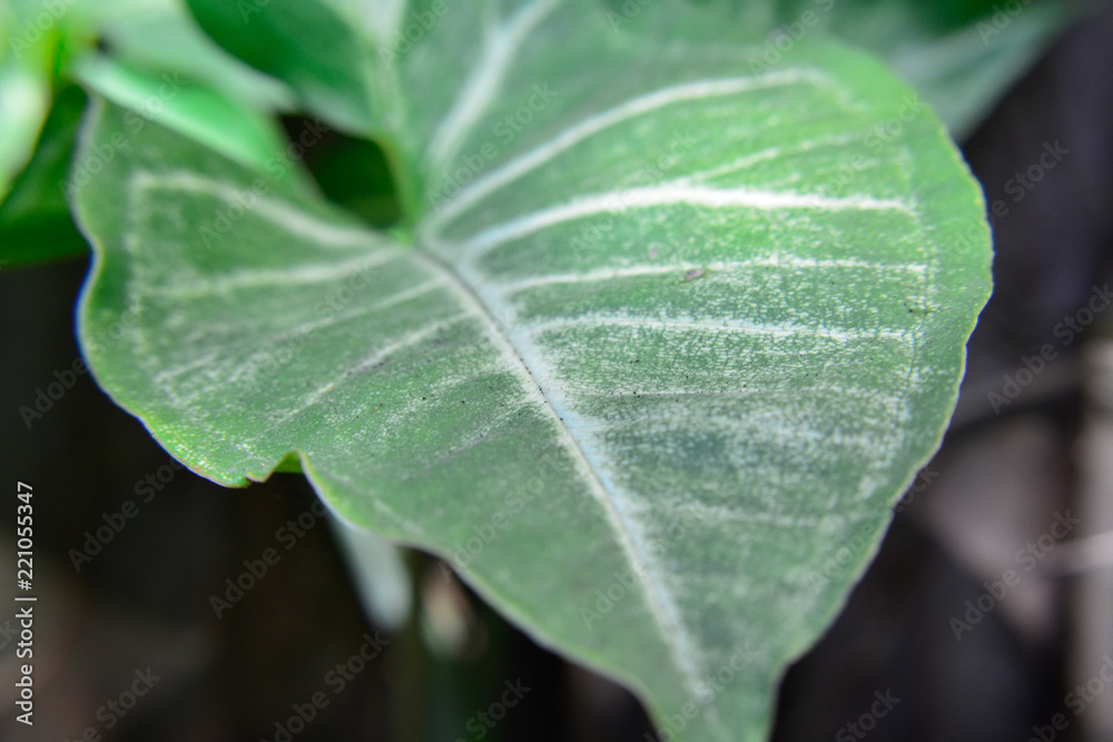green leaf green leaf