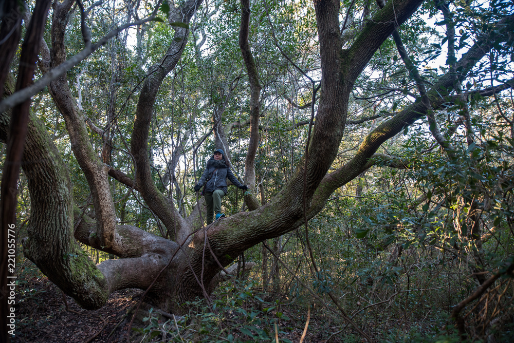 Fototapeta premium Woman standing in large tree