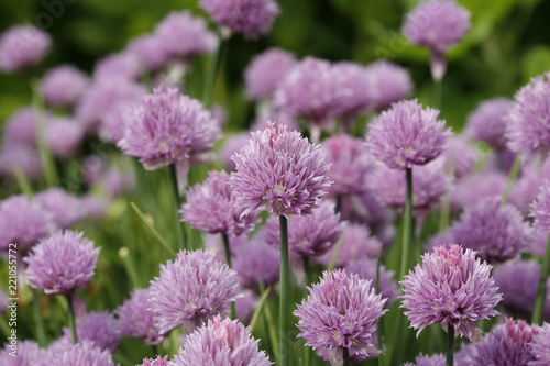 Pink flowering chives