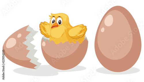 A chick hatching egg