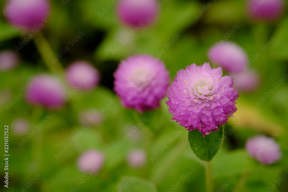Globe Amaranth or Bachelor Button flower in the garden
