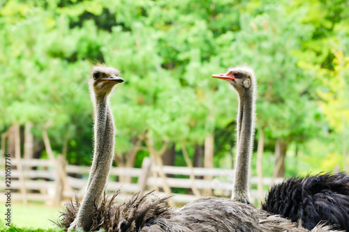 ostrich in the natural park, nami island , Korea