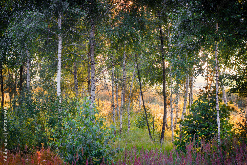 Naklejka premium evening sun in the pine forest