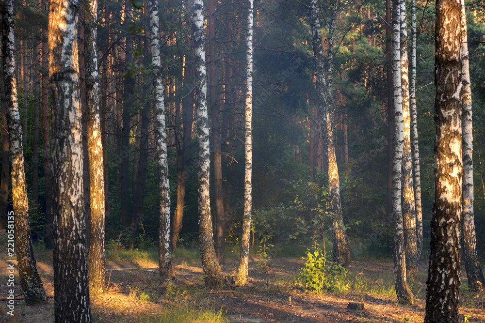 Fototapeta premium evening sun in the pine forest