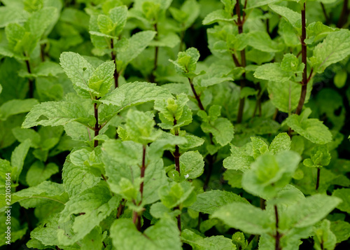 Wallpaper Mural Fresh Mint leaf or peppermint plant grow in my organic garden. Torontodigital.ca