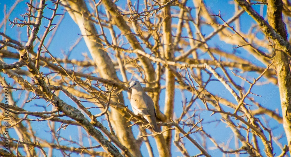 dove dove