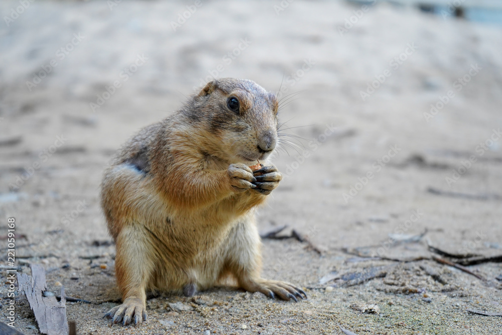 Fototapeta premium Prairie Dog on sand in thailand