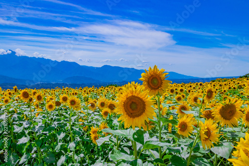 山梨県北杜市明野のひまわり畑