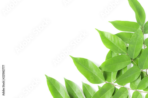 Leaf isolated on white background