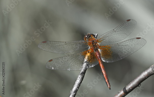 dragonfly in a natural environment