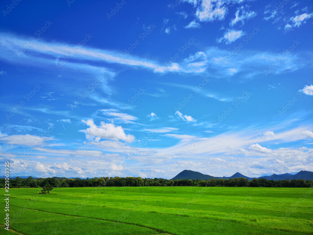 Beautiful green paddy field and blue sky, Nature background. Beautiful green paddy field and blue sky, Nature background.
