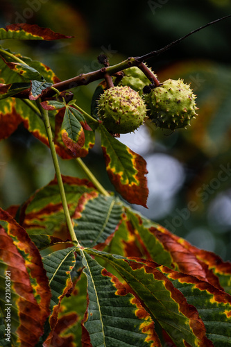 chestnut tree