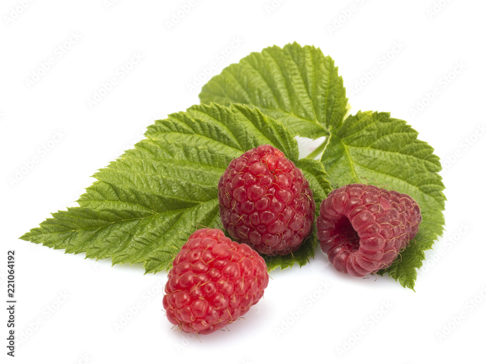raspberry on a white background. raspberry on a white background.
