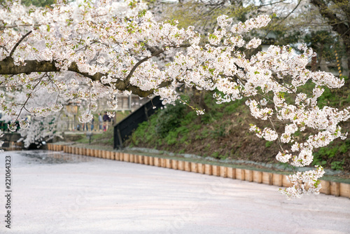 弘前公園の桜（2017年）