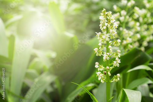 Cola De Paloma flowers in nature  (Xiphidium caeruleum Aubl.) photo