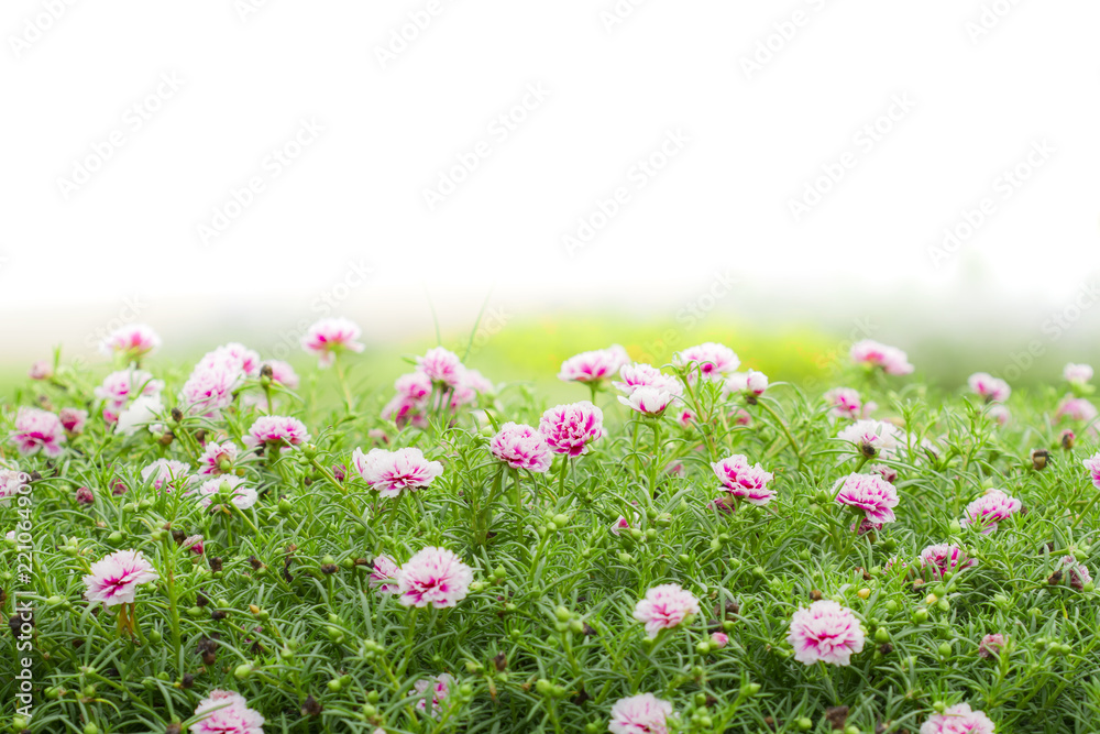 Obraz premium Common purslane flower in the garden