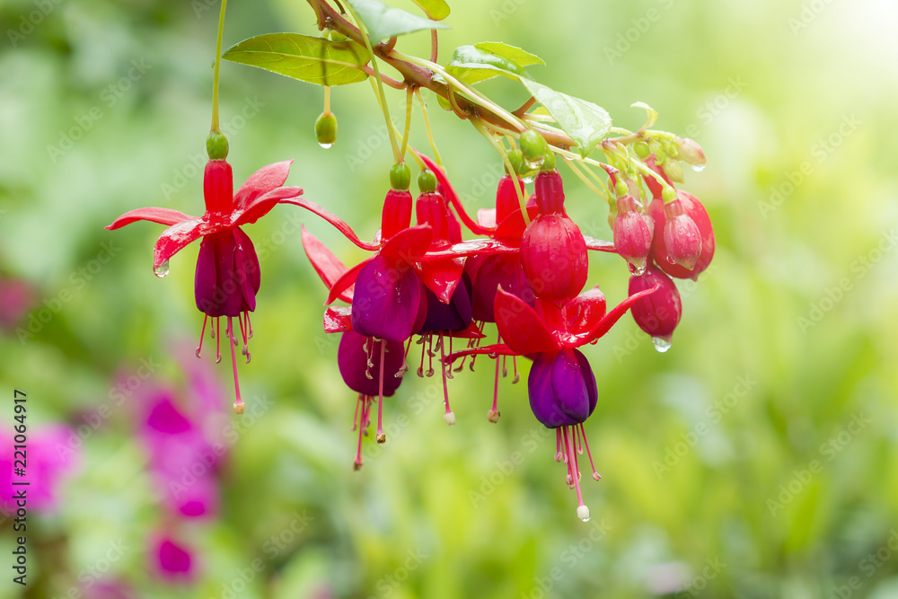 Fuchsia hybrids in the garden Fuchsia hybrids in the garden