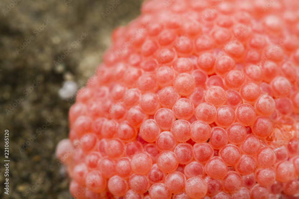 Eggs of Golden or Channeled applesnail (Pomacea canaliculata) Eggs of Golden or Channeled applesnail (Pomacea canaliculata)