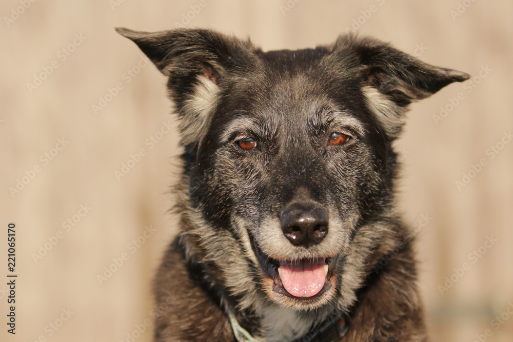Fototapeta premium Border Collie Mix