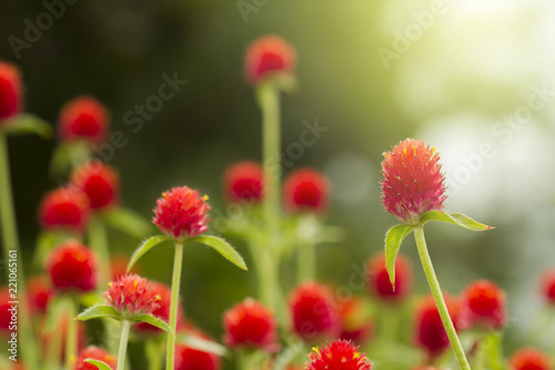 Globe  Amaranth flowers (Bachelor Button) in the garden © kworraket