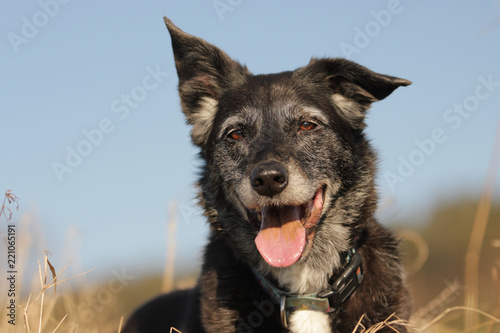 Fotografie Border Collie Mix