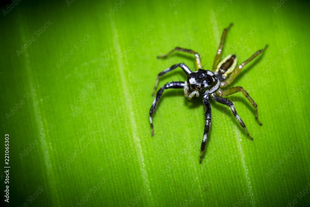Colorful spiders in nature Colorful spiders in nature