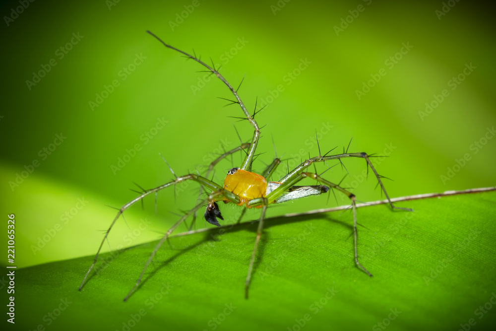 Colorful spiders in nature